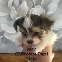 Mav, a male Yorkshire Terrier for sale in Waxahachie, TX – 1 of 5