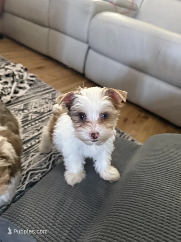 Milo Chocoberry with blue eyes – Yorkshire Terrier puppy for sale in Waxahachie, TX