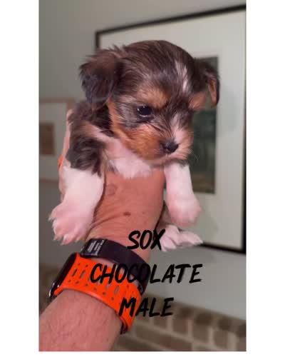 Sox, a male Yorkshire Terrier for sale in Waxahachie, TX – 4 of 6