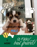 Mav, a male Yorkshire Terrier for sale in Waxahachie, TX – 2 of 5