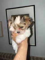 Mav ,Chocolate Parti, a male Yorkshire Terrier for sale in Waxahachie, TX – 2 of 9