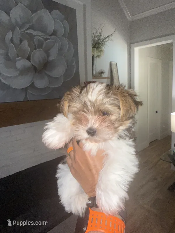 Mav ,Chocolate Sable Parti – Yorkshire Terrier puppy for sale in Waxahachie, TX