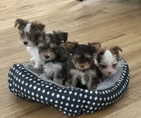 Sox, Sable Merle , a male Yorkshire Terrier for sale in Waxahachie, TX – 4 of 5