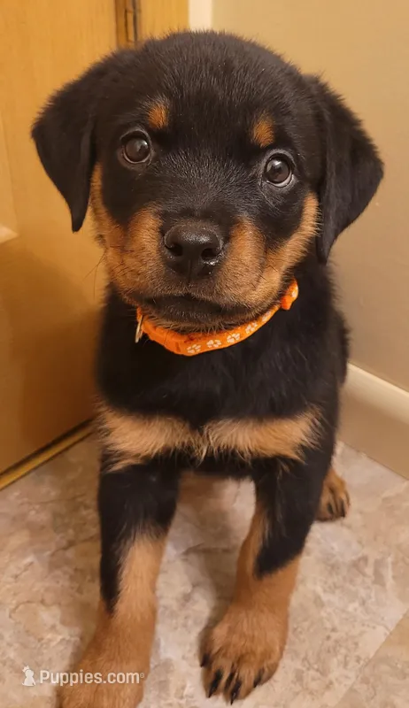 Orange girl – Rottweiler puppy for sale in Indianapolis, IN