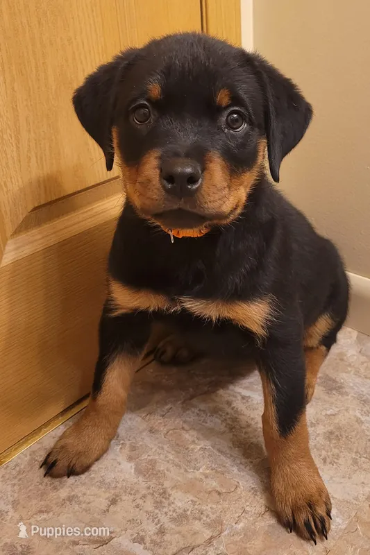 Orange girl – Rottweiler puppy for sale in Indianapolis, IN