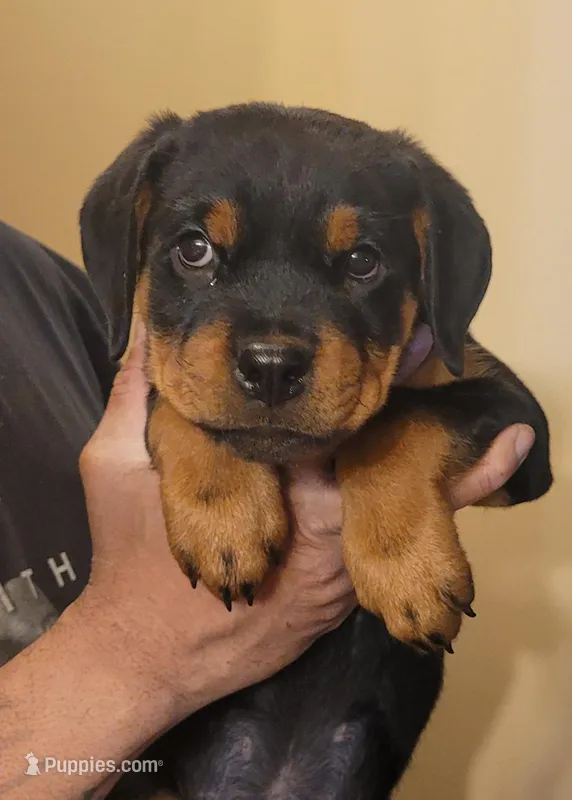 Purple girl – Rottweiler puppy for sale in Indianapolis, IN