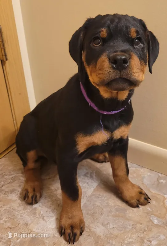 Purple girl – Rottweiler puppy for sale in Indianapolis, IN