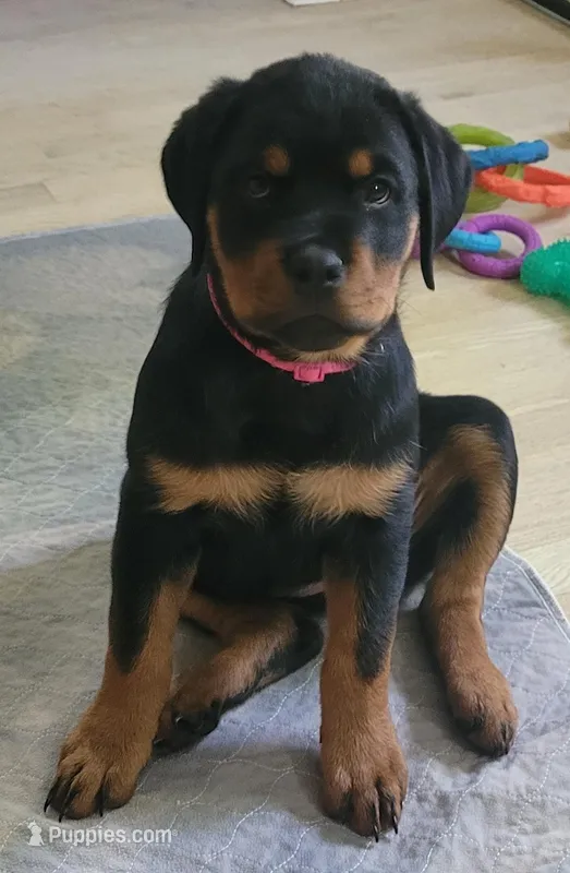 Dark pink girl – Rottweiler puppy on hold in Indianapolis, IN