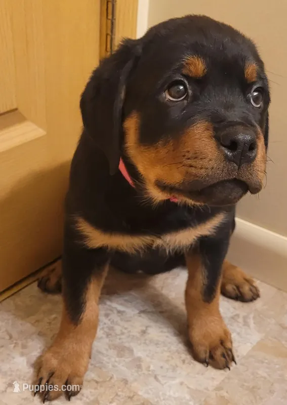 Dark pink girl – Rottweiler puppy for sale in Indianapolis, IN