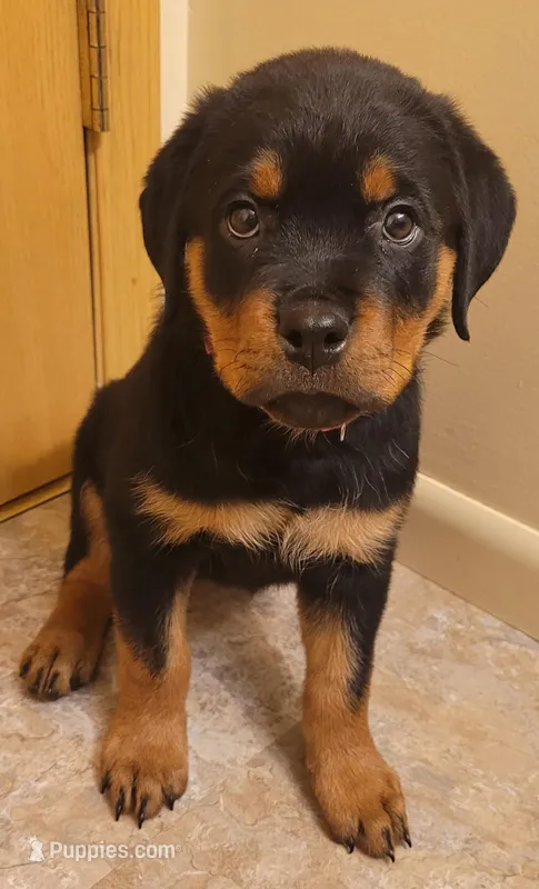 Dark pink girl – Rottweiler puppy for sale in Indianapolis, IN