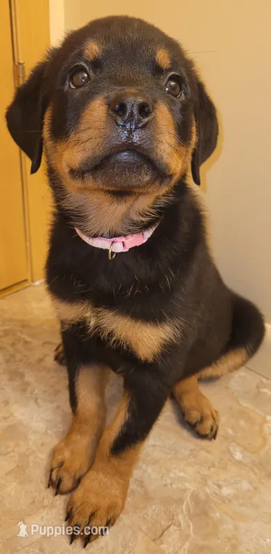 Light pink girl – Rottweiler puppy for sale in Indianapolis, IN