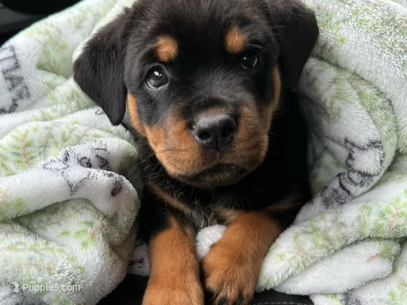 Chloe – Rottweiler puppy for sale in Indianapolis, IN