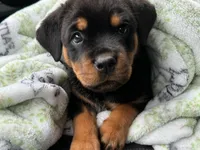Chloe, a female Rottweiler for sale in Indianapolis, IN – Photo 1 of 2