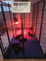 Chloe, a female Rottweiler for sale in Indianapolis, IN – Photo 2 of 2