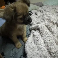 Rose, a female Chihuahua for sale in Vancouver, WA – Photo 6 of 6