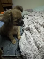 Rose, a female Chihuahua for sale in Vancouver, WA – Photo 6 of 6