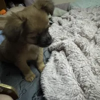 Rose, a female Chihuahua for sale in Vancouver, WA – Photo 4 of 6