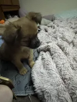 Rose, a female Chihuahua for sale in Vancouver, WA – Photo 4 of 6