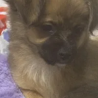 Rose, a female Chihuahua for sale in Vancouver, WA – Photo 1 of 6