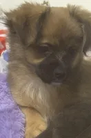 Rose, a female Chihuahua for sale in Vancouver, WA – Photo 1 of 6