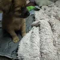 Rose, a female Chihuahua for sale in Vancouver, WA – Photo 5 of 6