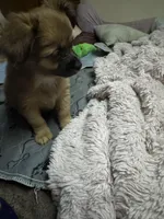 Rose, a female Chihuahua for sale in Vancouver, WA – Photo 5 of 6