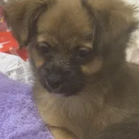 Rose, a female Chihuahua for sale in Vancouver, WA – Photo 3 of 6