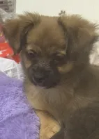 Rose, a female Chihuahua for sale in Vancouver, WA – Photo 3 of 6