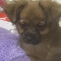 Rose, a female Chihuahua for sale in Vancouver, WA – Photo 2 of 6