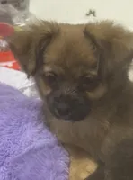 Rose, a female Chihuahua for sale in Vancouver, WA – Photo 2 of 6