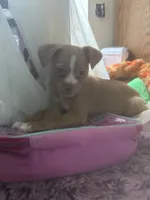 Tommy, a male Chihuahua and Shih Tzu for sale in Vancouver, WA – Photo 5 of 9