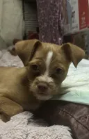 Tommy, a male Chihuahua and Shih Tzu for sale in Vancouver, WA – Photo 1 of 9