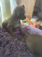 Tommy, a male Chihuahua and Shih Tzu for sale in Vancouver, WA – Photo 9 of 9