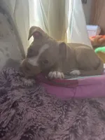 Tommy, a male Chihuahua and Shih Tzu for sale in Vancouver, WA – Photo 8 of 9