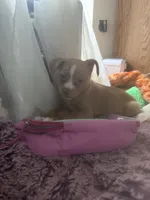 Tommy, a male Chihuahua and Shih Tzu for sale in Vancouver, WA – Photo 4 of 9