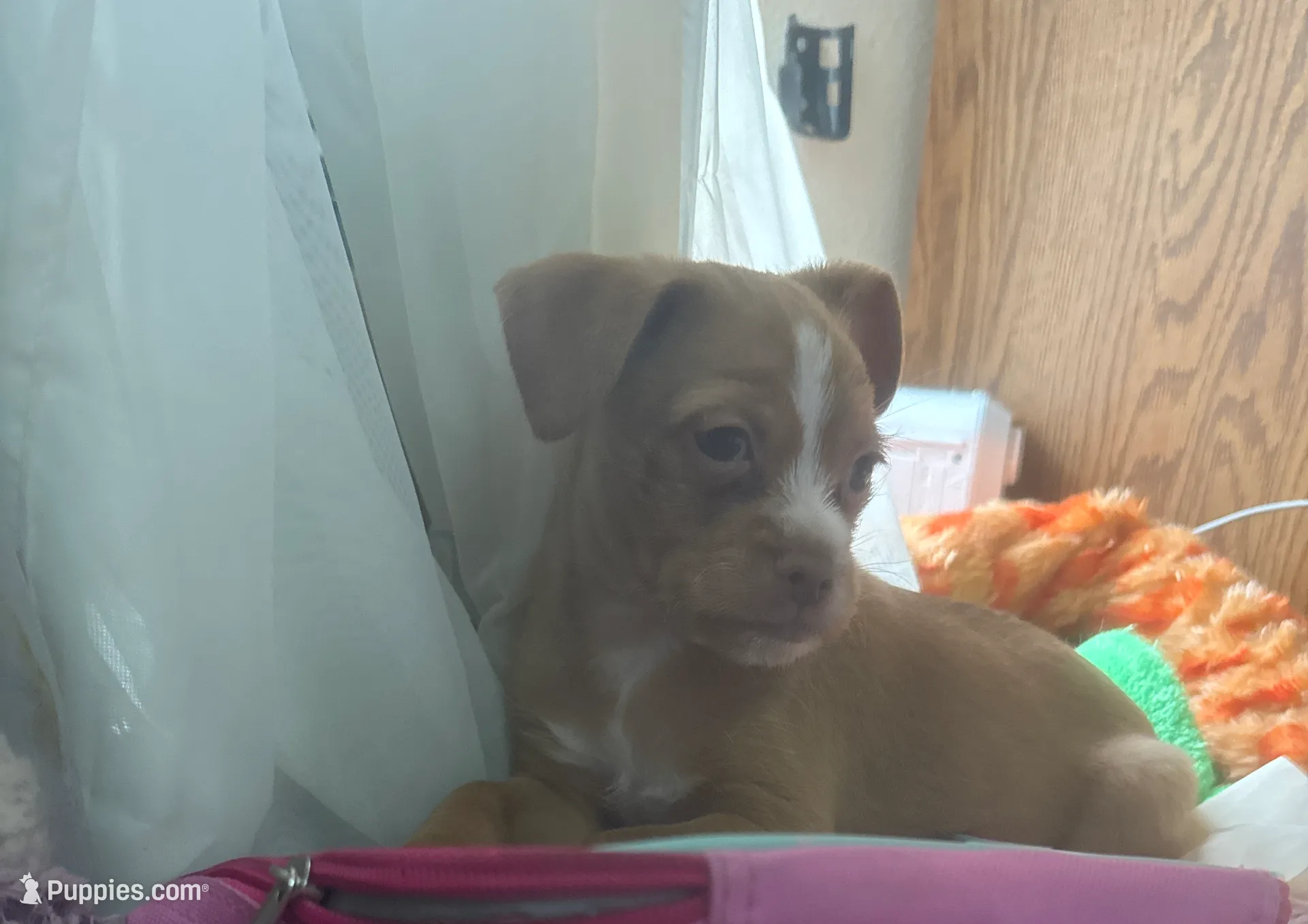 Tommy, a male Chihuahua and Shih Tzu for sale in Vancouver, WA – Photo 3 of 9