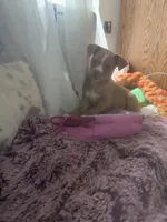 Tommy, a male Chihuahua and Shih Tzu for sale in Vancouver, WA – Photo 6 of 9