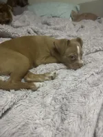 Tommy, a male Chihuahua and Shih Tzu for sale in Vancouver, WA – Photo 2 of 9