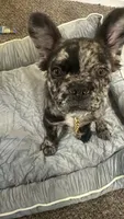 Cookie , a female French Bulldog for sale in Bladensburg, MD – 2 of 2
