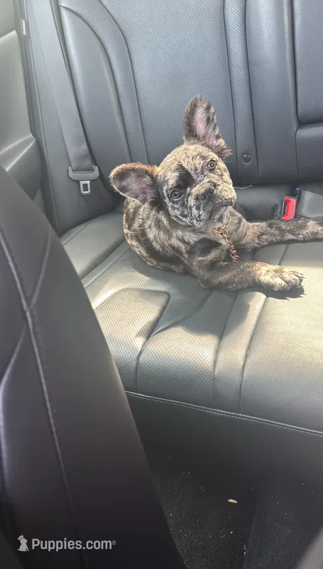 Cookie  – French Bulldog puppy for sale in Bladensburg, MD