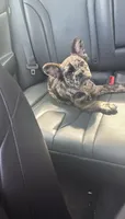 Cookie , a female French Bulldog for sale in Bladensburg, MD – 1 of 2