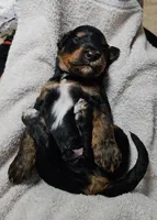 Mr. Bobinsky, a male Gordon Setter and Poodle - Standard  for sale in Holmen, WI – 5 of 6