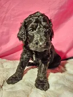Beldam, a male Gordon Setter and Poodle - Standard  for sale in Holmen, WI – 3 of 6