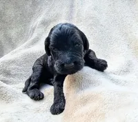 Coraline, a female Gordon Setter and Poodle - Standard  for sale in Holmen, WI – 4 of 6