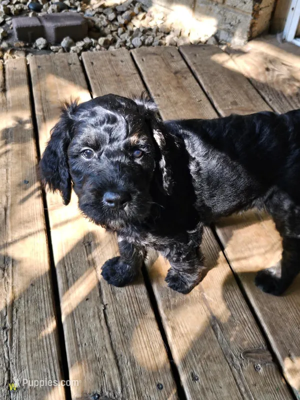 Wybie – Goldendoodle puppy for sale in Holmen, WI
