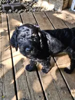 Wybie, a male Goldendoodle for sale in Holmen, WI – 1 of 6