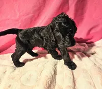 Coraline, a female Gordon Setter and Poodle - Standard  for sale in Holmen, WI – 2 of 6