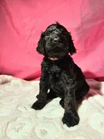 Panna, a female Gordon Setter and Poodle - Standard  for sale in Holmen, WI – 3 of 4