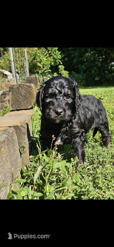 Dragon Fly – Goldendoodle puppy for sale in Holmen, WI