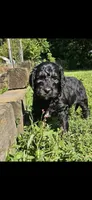 Dragon Fly, a male Goldendoodle for sale in Holmen, WI – 1 of 9